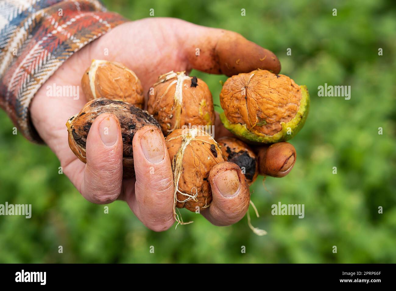 A man holds a whole walnut in his hands. Harvesting. Whole walnut, healthy organic food concept. Stock Photo