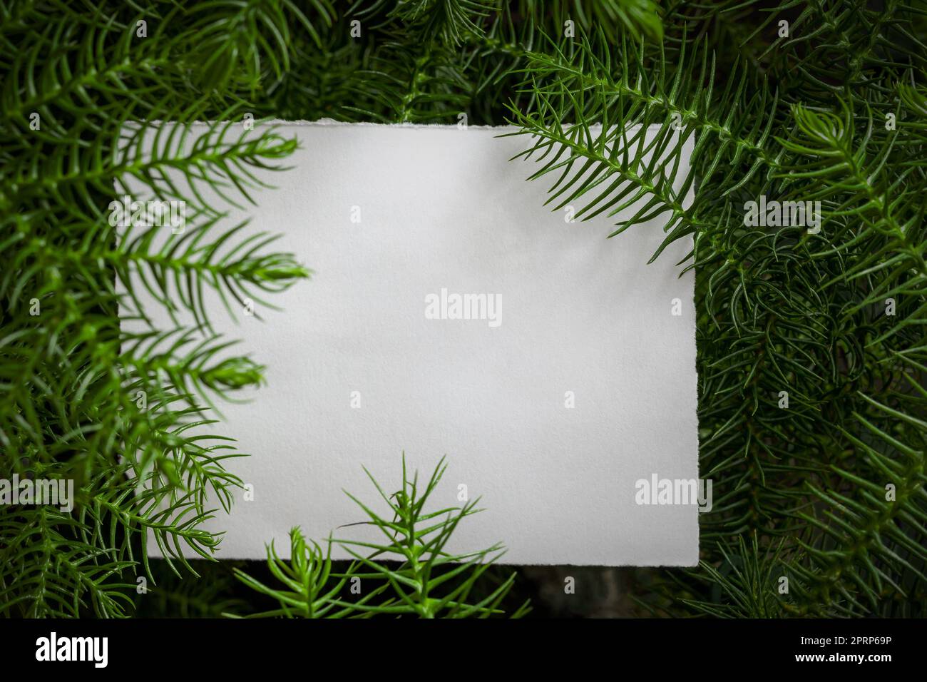 Creative layout with Chilean Araucaria plant and white paper card note. Flat lay. Stock Photo