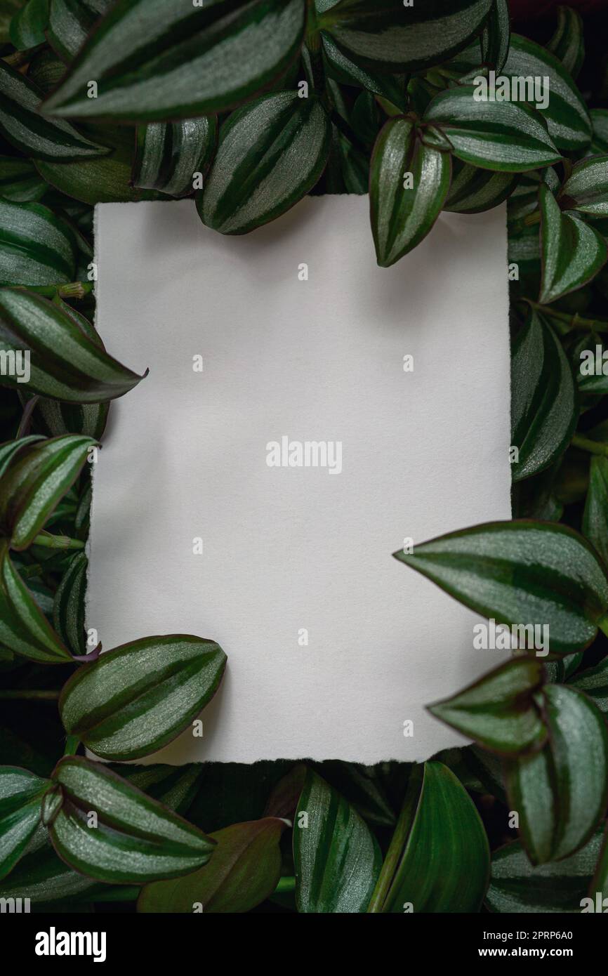 Creative layout with Tradescantia zebrina plant and white paper card note. Flat lay. Stock Photo