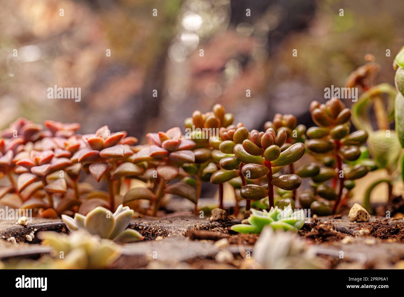 Varieties of colorful cactus and succulent plants growing under