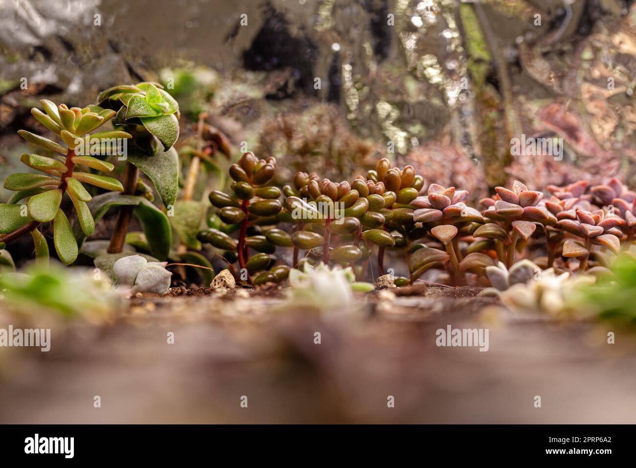 Varieties of colorful cactus and succulent plants growing under