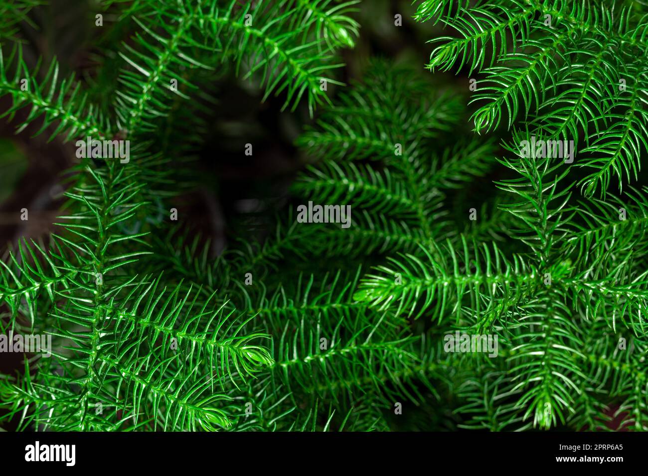 Fresh green Chilean Araucaria or Chilean Spruce plant background. Stock Photo