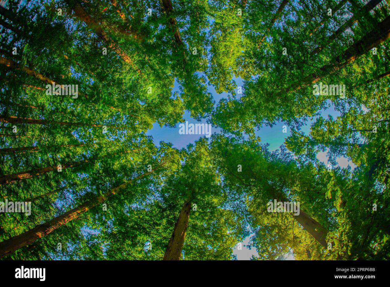 Hinoki forest japan hi-res stock photography and images - Alamy
