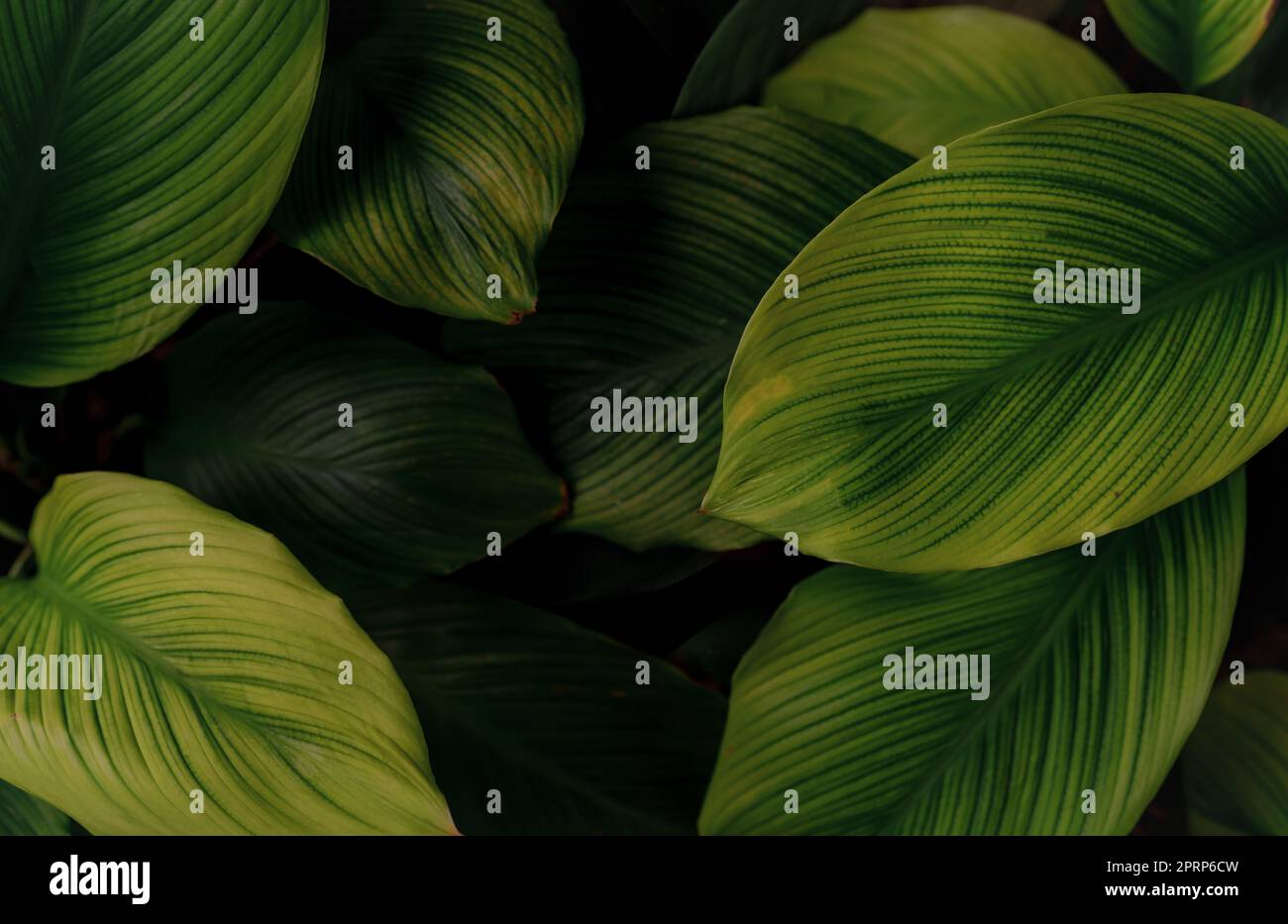 Closeup green leaves of tropical plant in garden. Dense dark green leaf with beauty pattern texture background. Green leaves for spa background. Green wallpaper. Top view ornamental plant in garden. Stock Photo