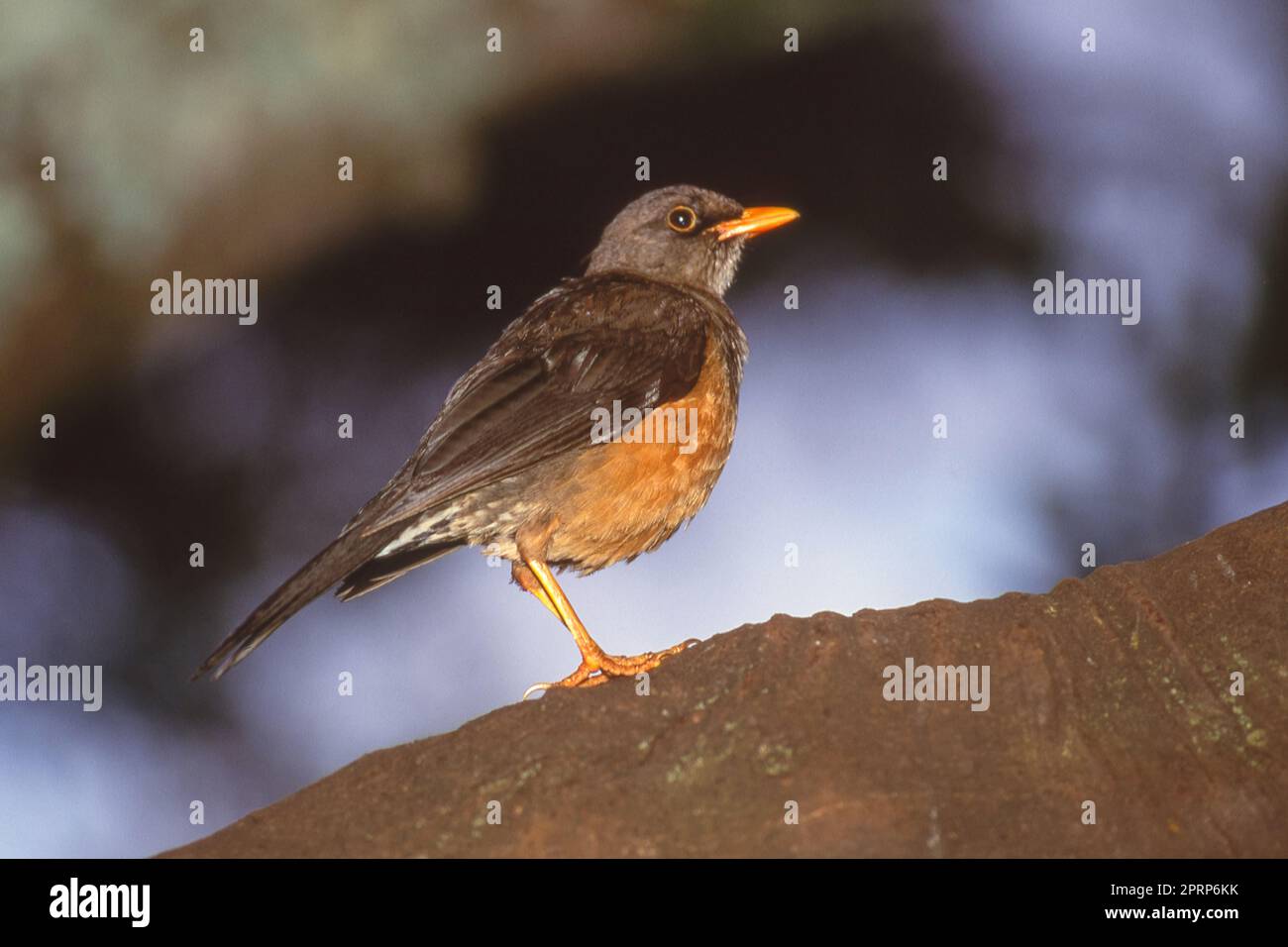 The African thrush or West African thrush (Turdus pelios)  is common in well-wooded areas over much of the western part of sub-Saharan Africa. Stock Photo