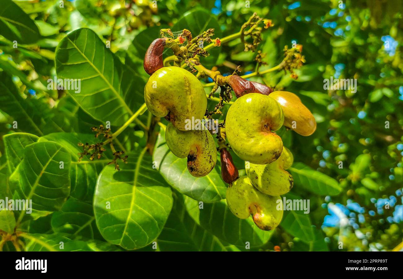 The cashew tree Anacardium occidentale with ripe fruits and nuts in