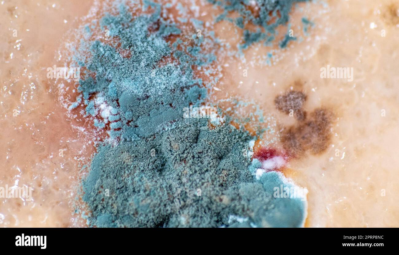 Mold and microorganisms on food, macro shot. Stock Photo