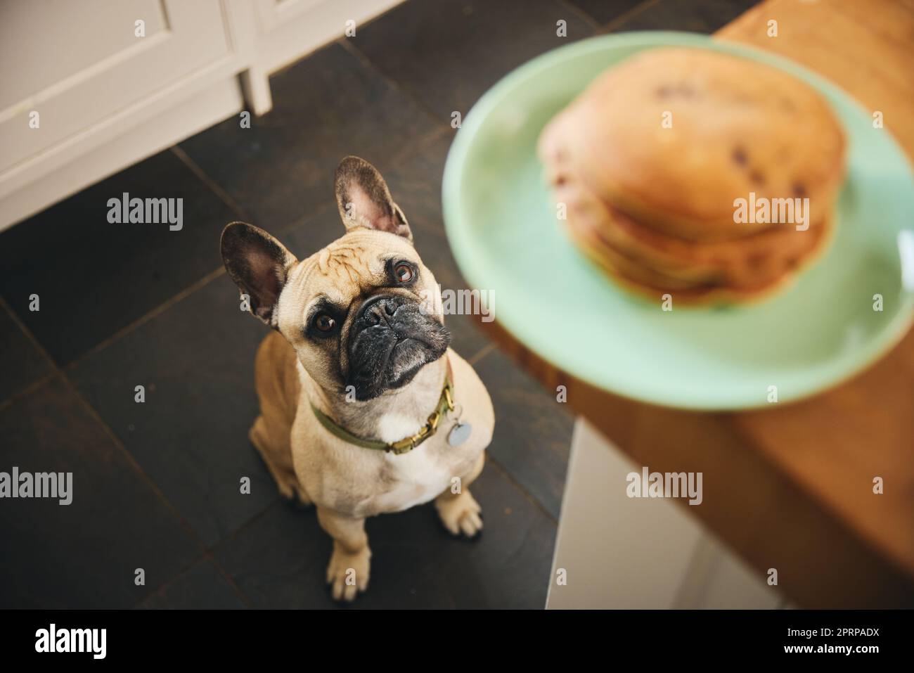 Stack of blueberry pancakes on worktop with dog begging Stock Photo Alamy