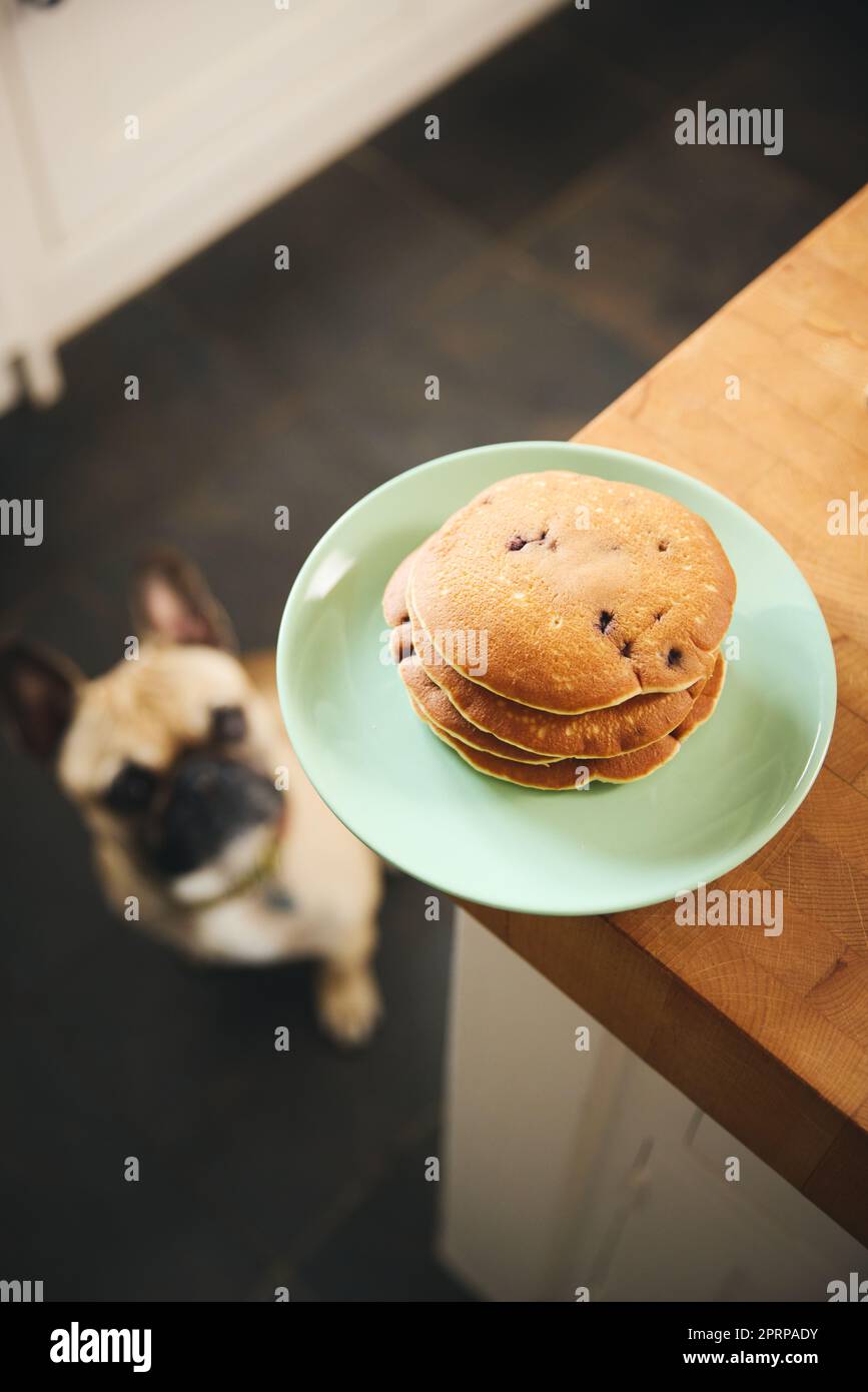 Stack of blueberry pancakes on worktop with dog begging Stock Photo Alamy