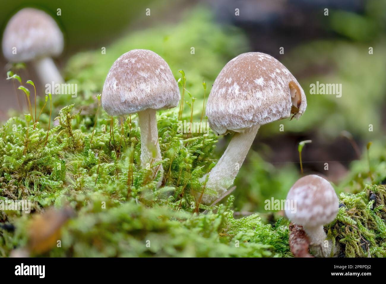 Tree Toad Stools toadstools of different sizes grow in dense green moss on an old tree ...