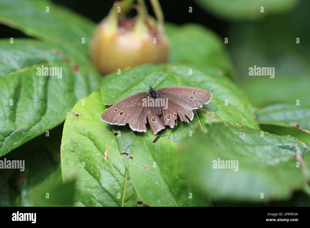 Ringlet butterfly, Aphantopus hyperantus, old adult with signs of age, in close up, sitting on a leaf with wings open showing upperside and a blurred Stock Photo