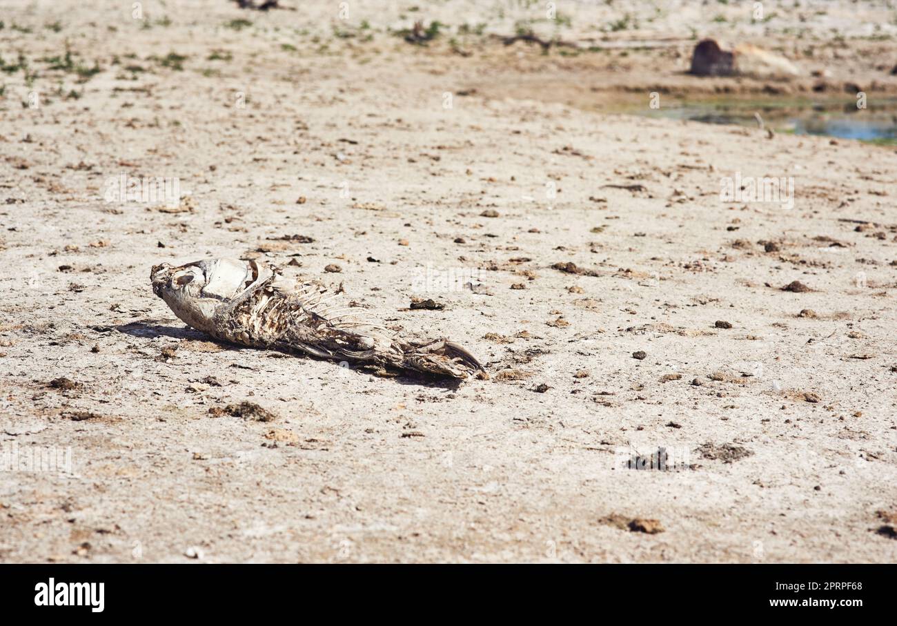 Death follows when there is no more water. a deceased fish lying on a patch of dry ground during the day where a dam use to be Stock Photo