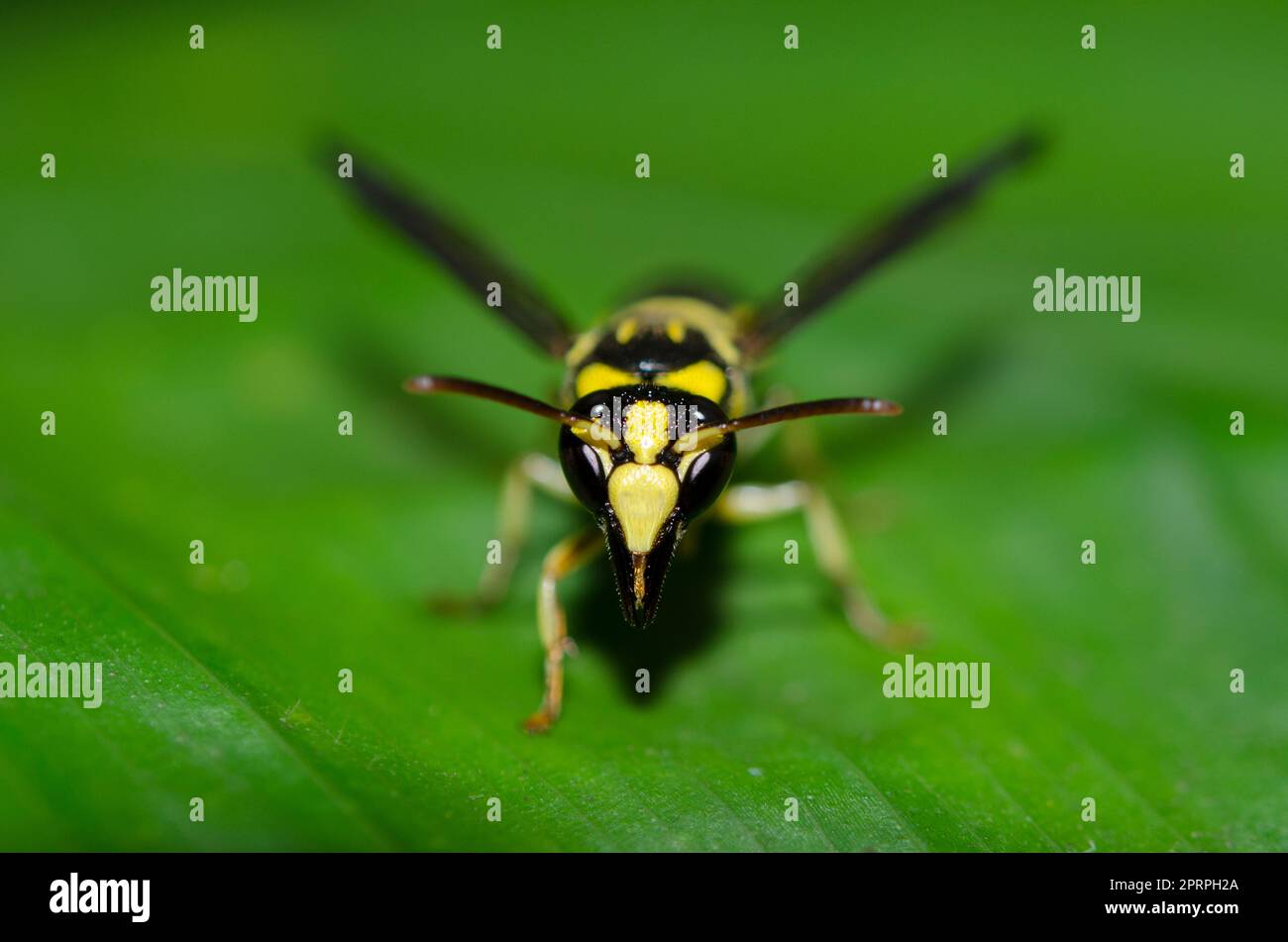 Solitary Potter Wasp, Gribodia sp, on leaf, Klungkung, Bali, Indonesia Stock Photo