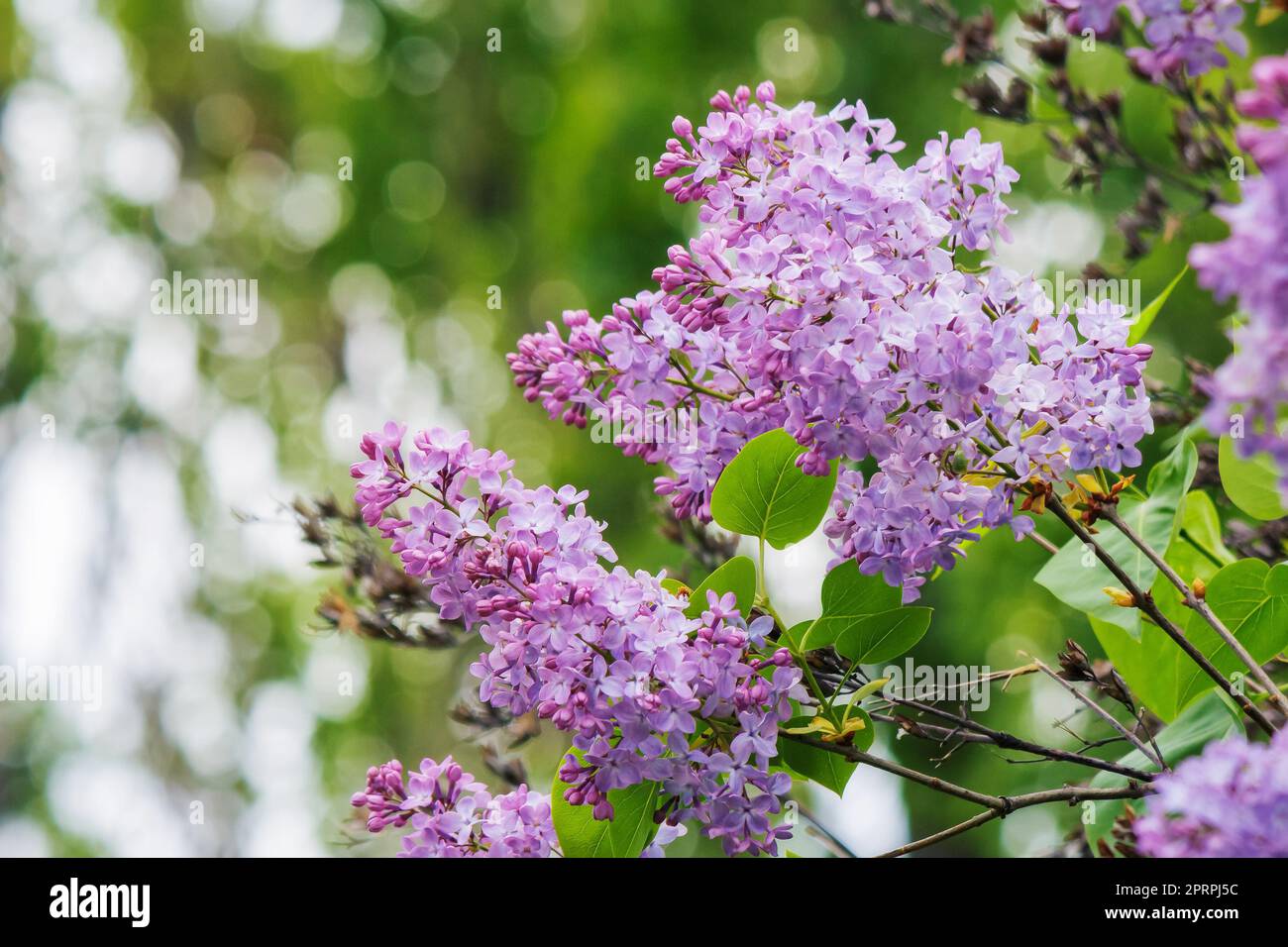 bush of violet lilac in the garden. beautiful floral background in springtime Stock Photo