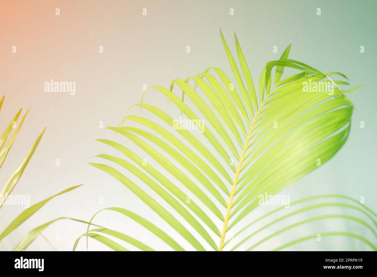 colorful color palm leaves with shadow on wall concrete background.Silhouette abstract tropical leaf natural pattern for summer design .Soft image backdrop. Stock Photo