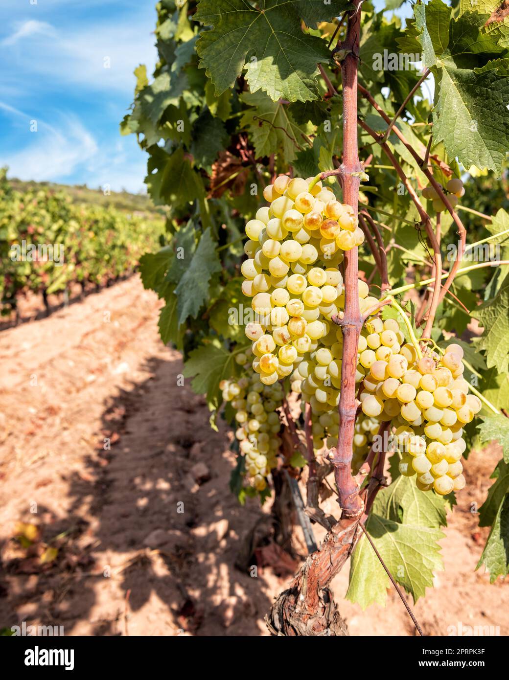 Vermentino grapes. Bunches of ripe white grapes on the seedling. Agriculture. Stock Photo