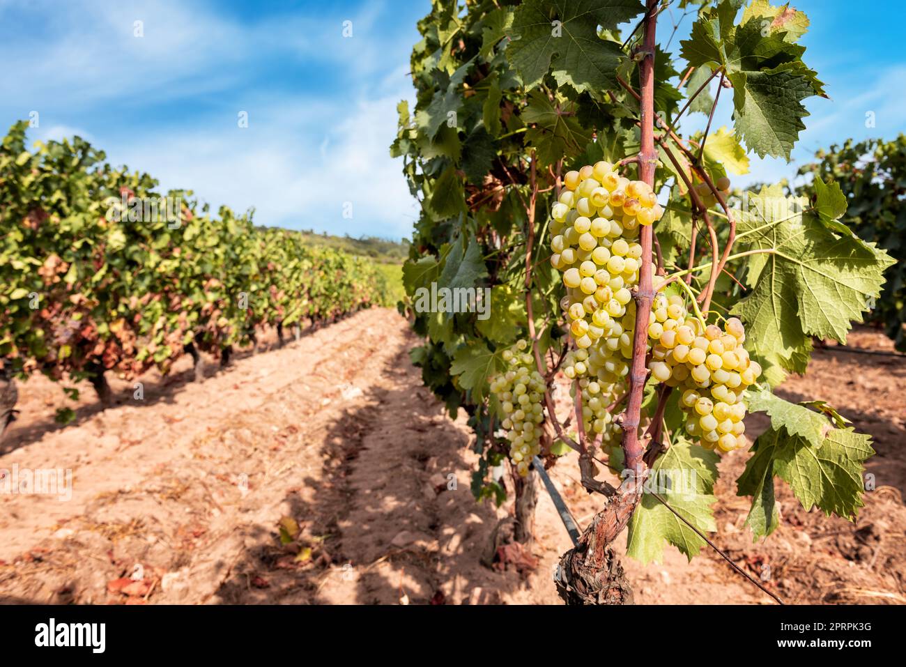Vermentino grapes. Bunches of ripe white grapes on the seedling. Agriculture. Stock Photo