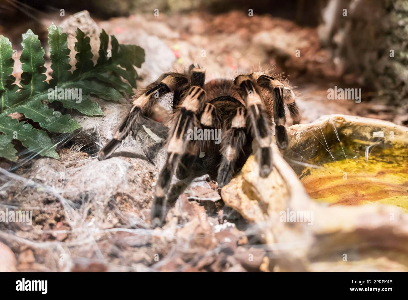 Burgundy Goliath Bird Eater (Theraphosa stirmi) Theraphosa Tarantula