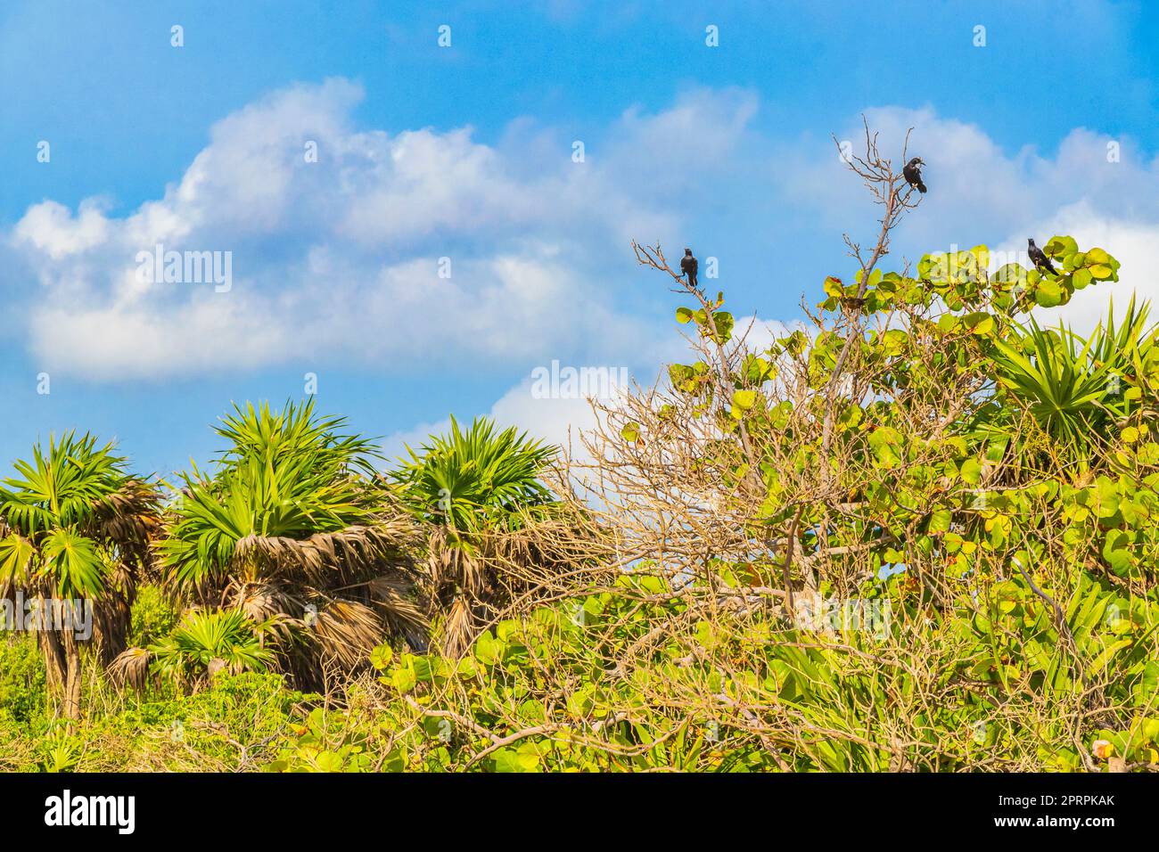 Great-tailed Grackle birds sitting on tropical tree crown Mexico Stock