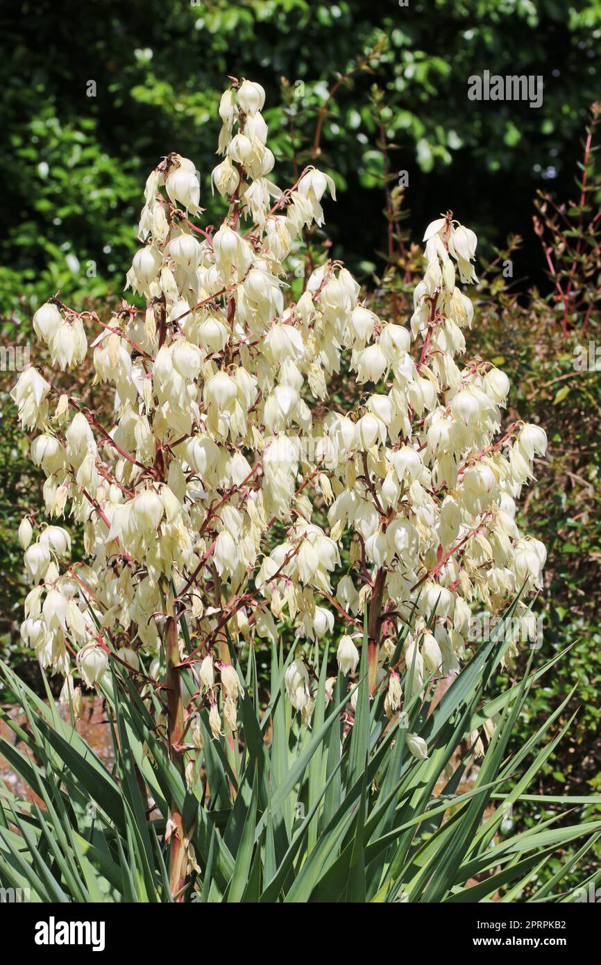 Yucca plant with white flowers Stock Photo