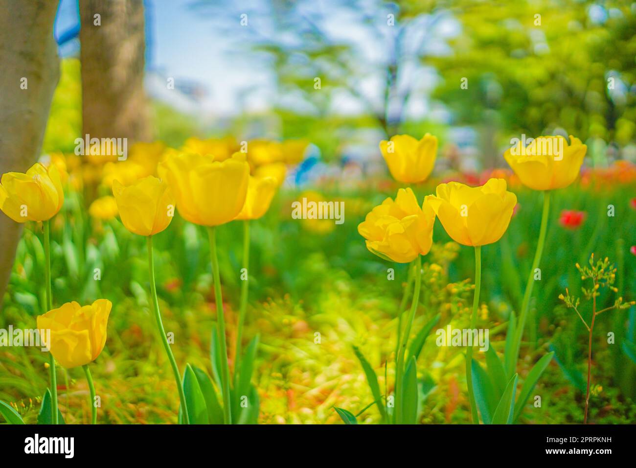 Lots of yellow tulips Stock Photo