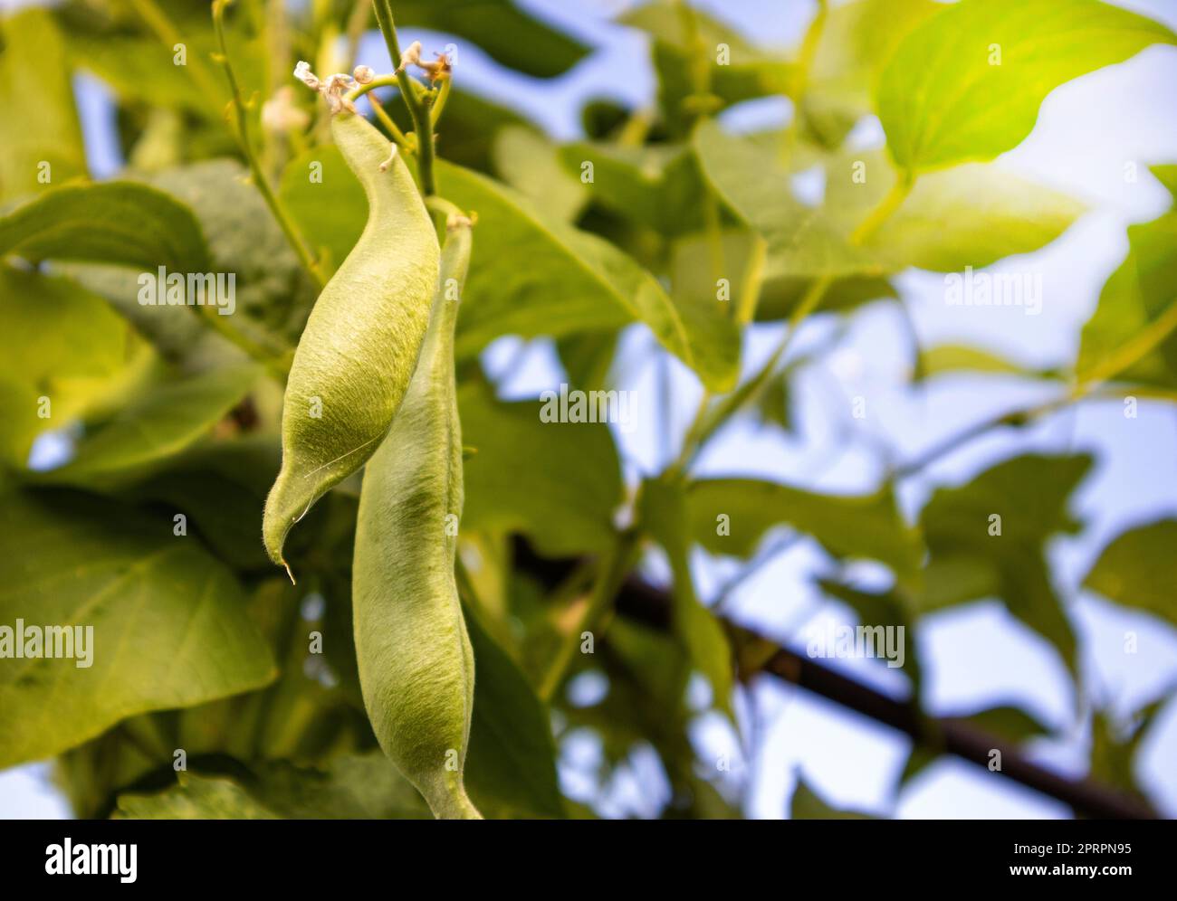 Young bean plants hi-res stock photography and images - Alamy