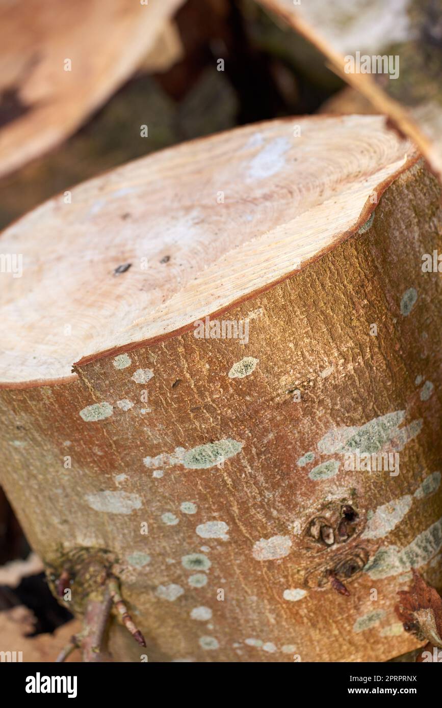 Harvested timber. Newly harvested timber - ready to use as firewood. Stock Photo