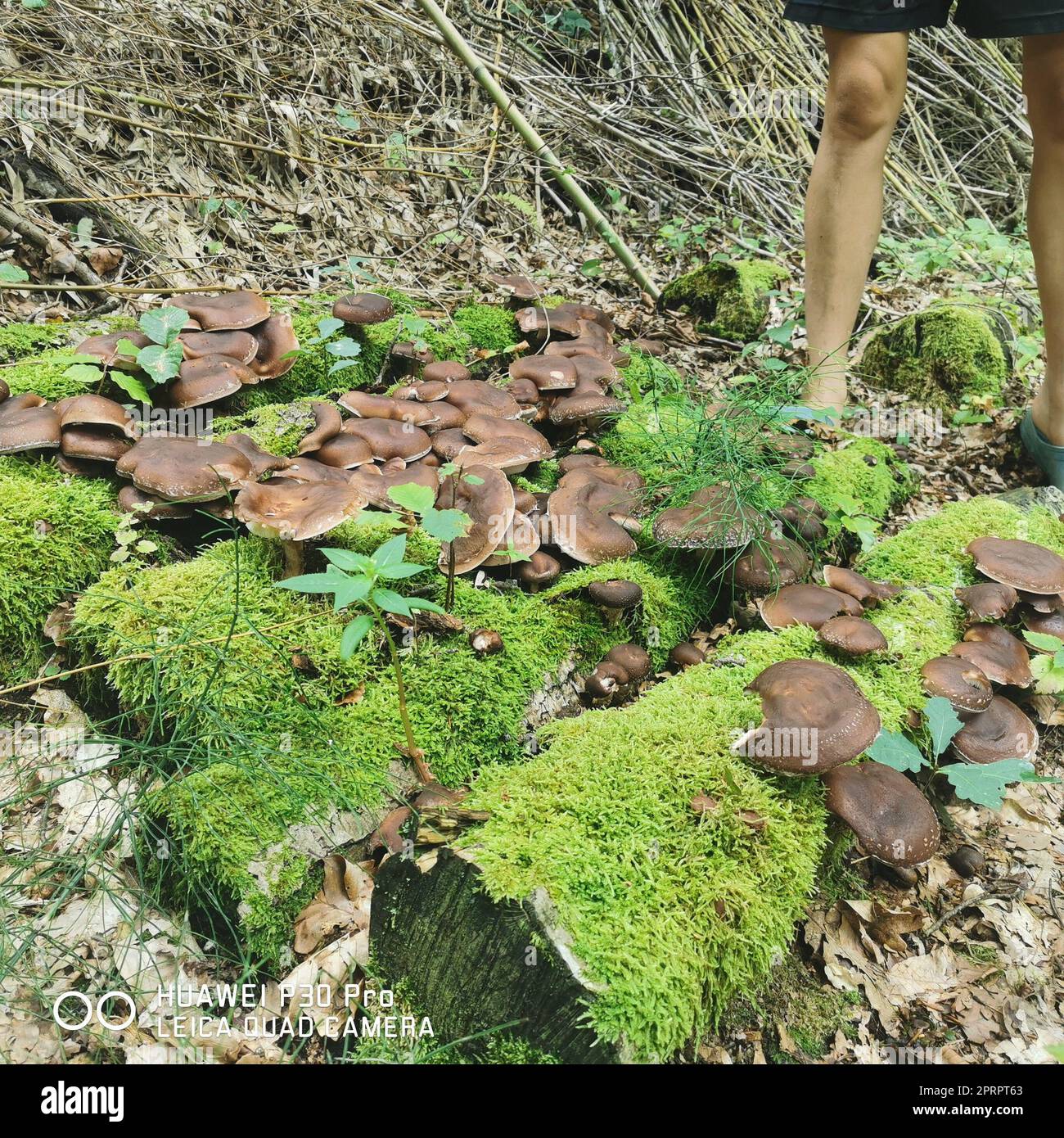 mushroom farming in agriculture, the cultivation of mushrooms and fungi