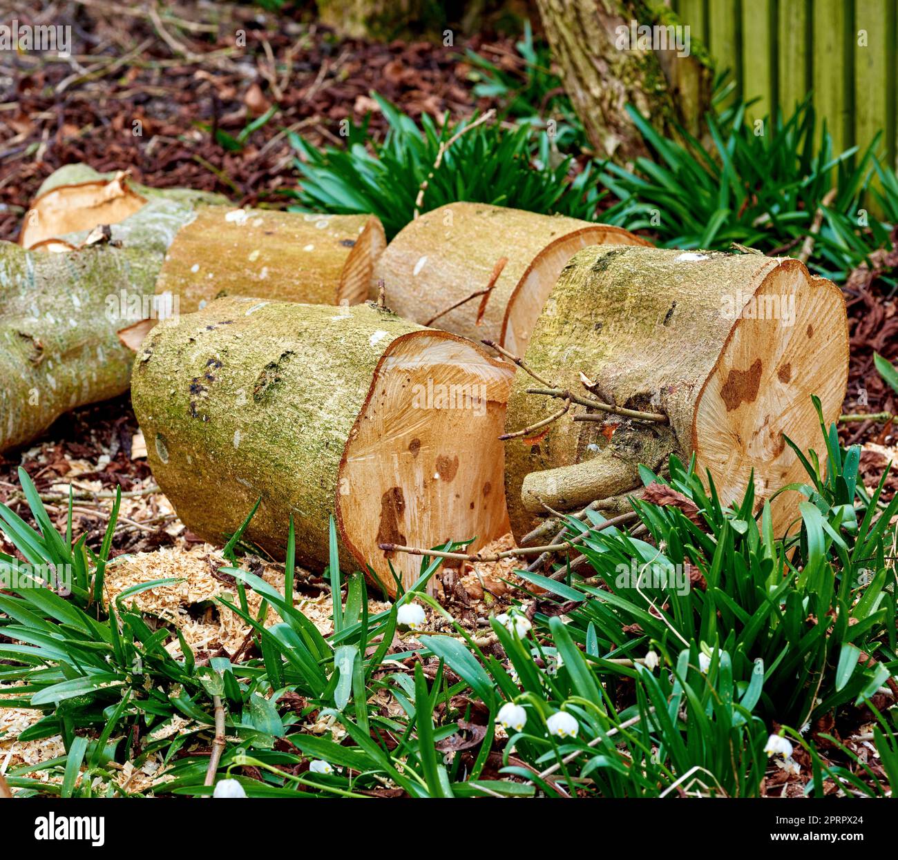 Chestnut log hi-res stock photography and images - Alamy