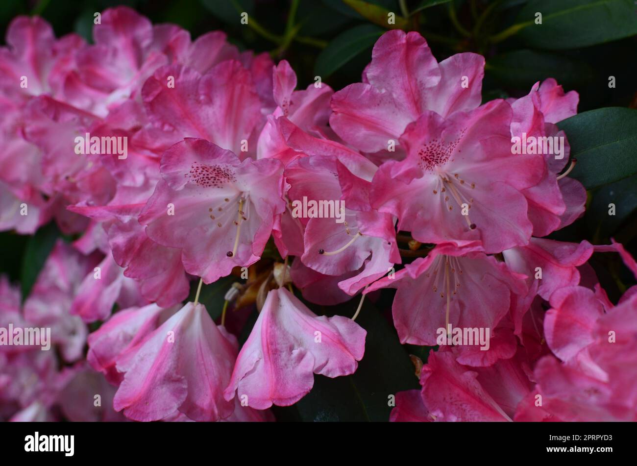 Blooming Rhododendron plant with beautiful flowers outdoors, closeup Stock Photo