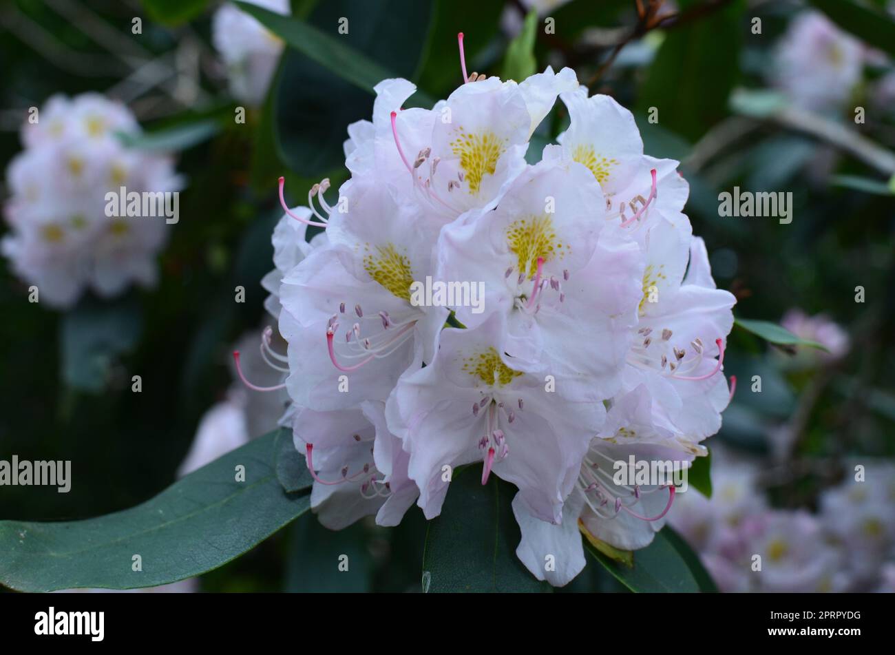 Blooming Rhododendron plant with beautiful flowers outdoors, closeup Stock Photo