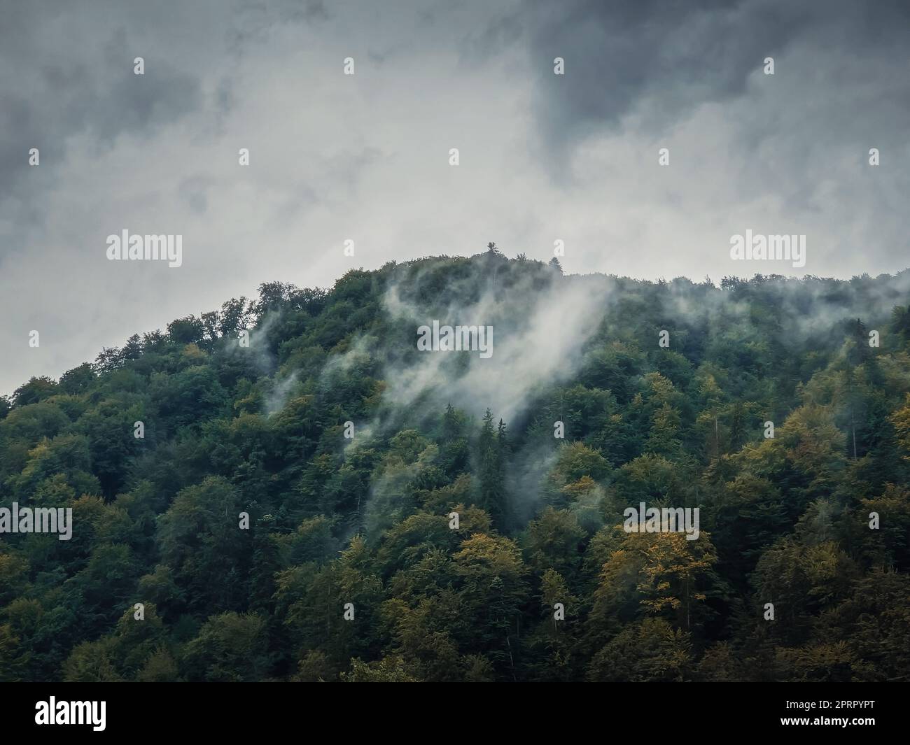 Peaceful fall scene with foggy clouds moving through the mixed forest on the top of a hill in a gloomy day. Natural autumn landscape in the woods, rainy weather with mist above the trees Stock Photo