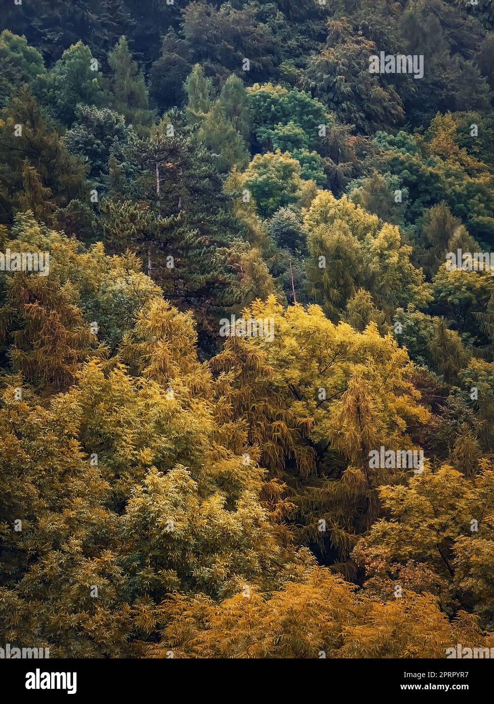 Colorful autumn trees texture. Natural scene of a forest with different colored leaves, fall season vertical background Stock Photo