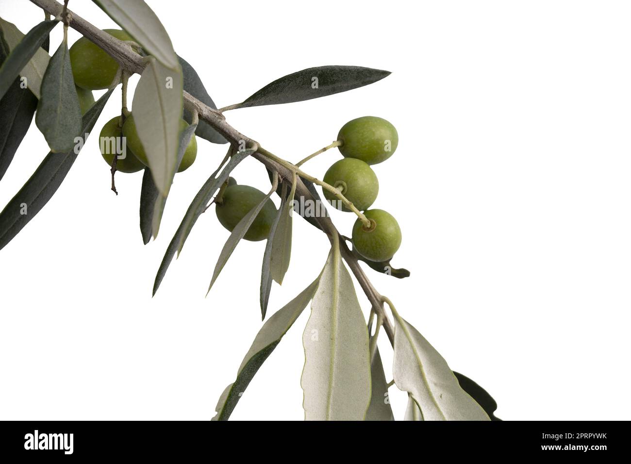 a branch with olives on a transparent background Stock Photo