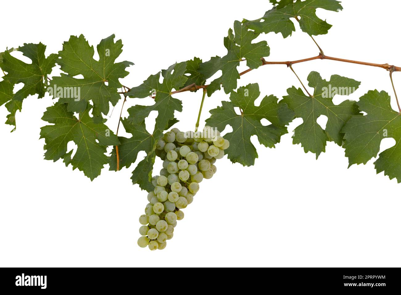 a vine branch and a bunch of grapes on a transparent background Stock Photo Alamy