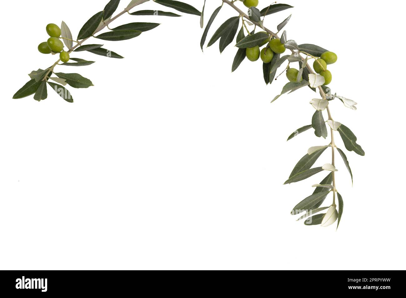 a branch with olives on a transparent background Stock Photo