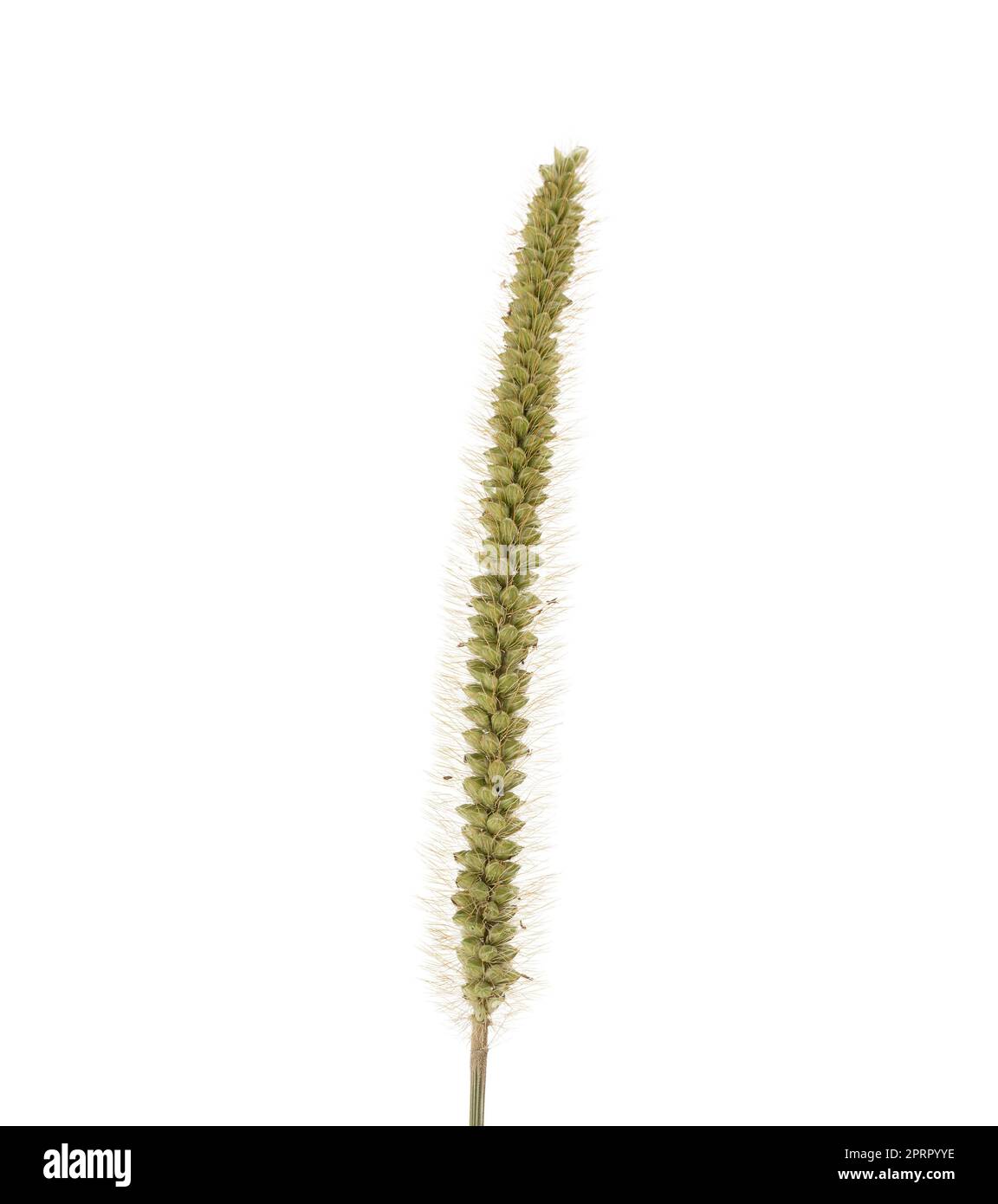the flower of Setaria glauca, common name reddish Pabbio Stock Photo