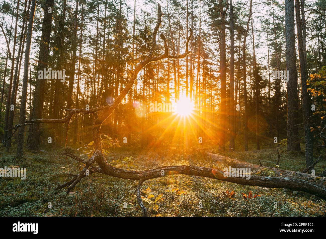 Beautiful Sunset Sunrise In Autumn Coniferous Forest. Sunlight Through Woods In Fall Forest Landscape. Ground Is Strewn With Pine Needles Stock Photo