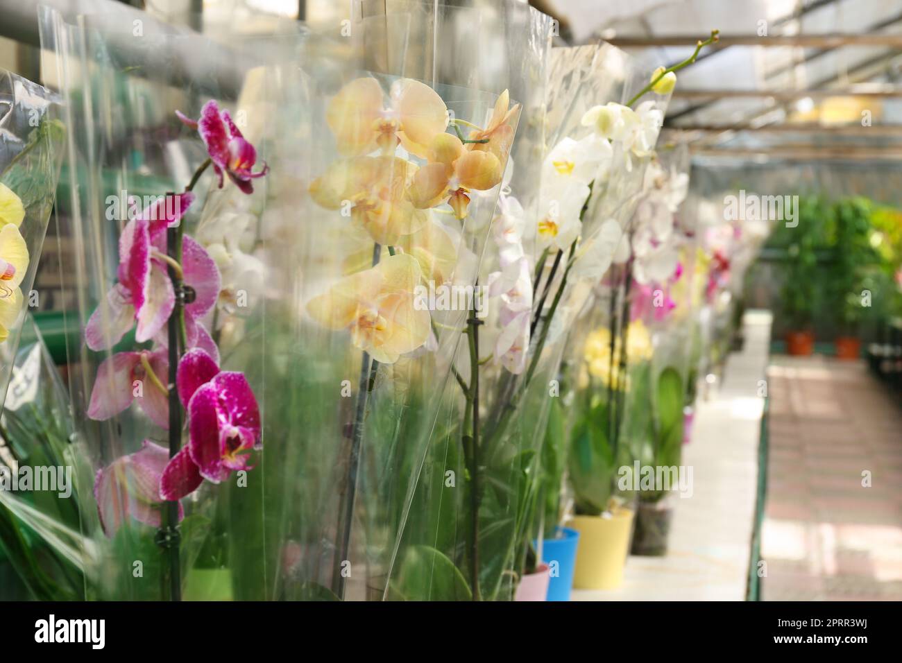 Many beautiful blooming orchids on rack in greenhouse Stock Photo