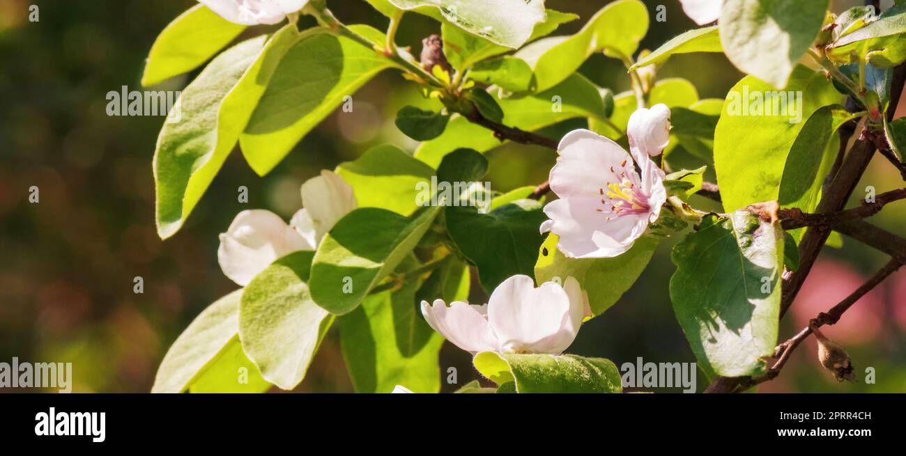 apple tree in blossom closeup. sunny weather in spring Stock Photo