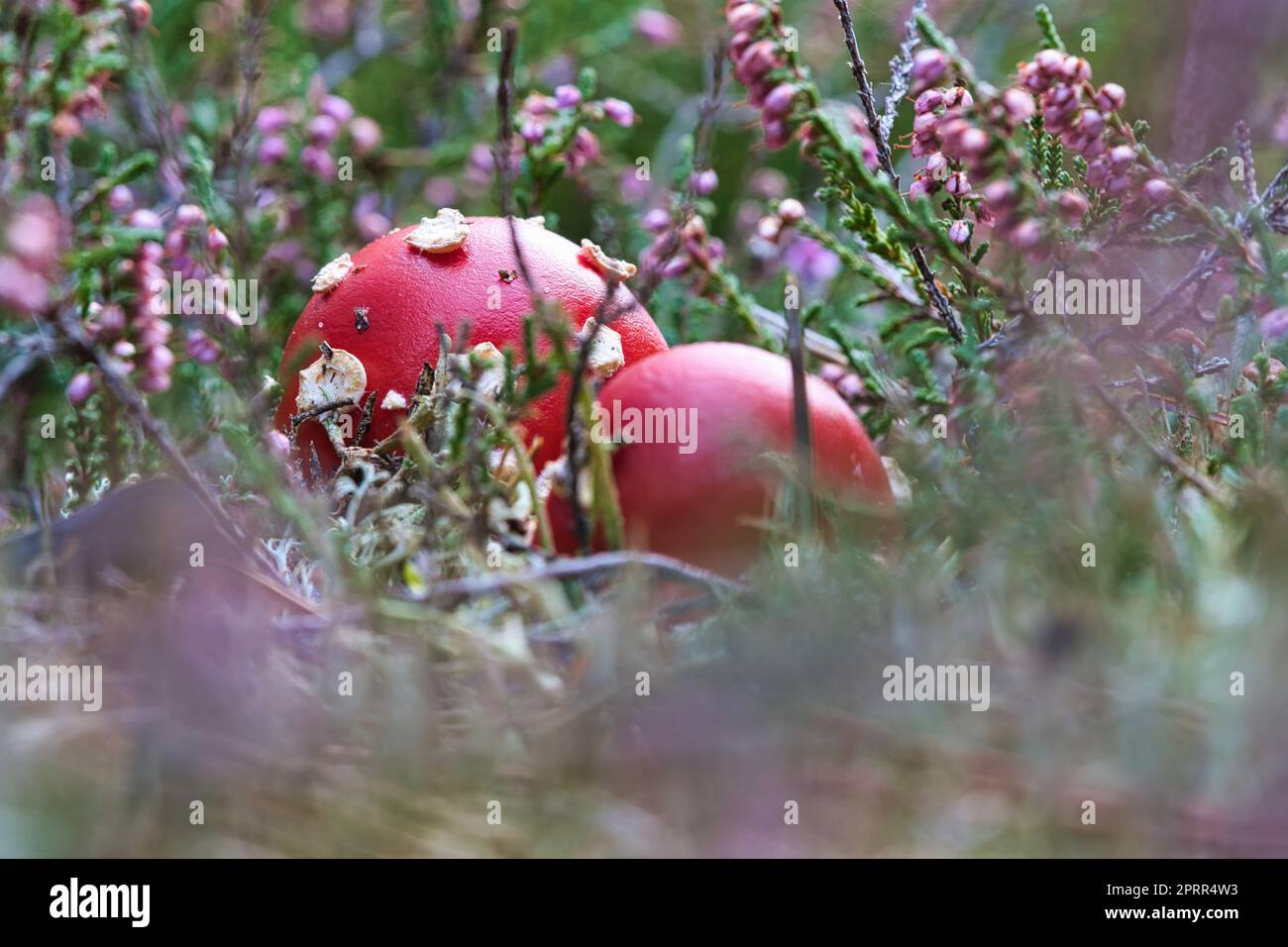 Toadstool in a heather field in the forest. Poisonous mushroom. Red cap