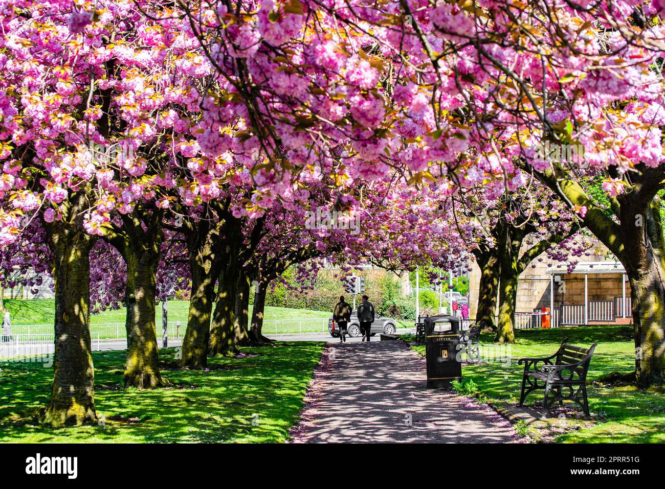 Preston, Lancashire, UK. 26th Apr, 2023. Japanese flowering cherry blossom, Preston, Lancashire. Credit: John Eveson/Alamy Live News Stock Photo