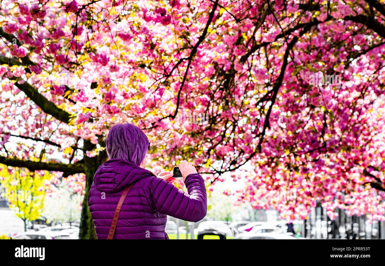 Preston, Lancashire, UK. 26th Apr, 2023. Japanese flowering cherry blossom, Preston, Lancashire. Credit: John Eveson/Alamy Live News Stock Photo
