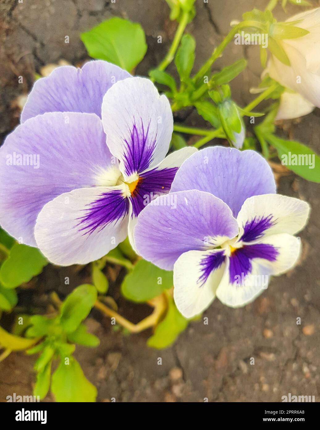 Garden pansies with purple and white petals. Viola tricolor pansies on a flower bed. Stock Photo