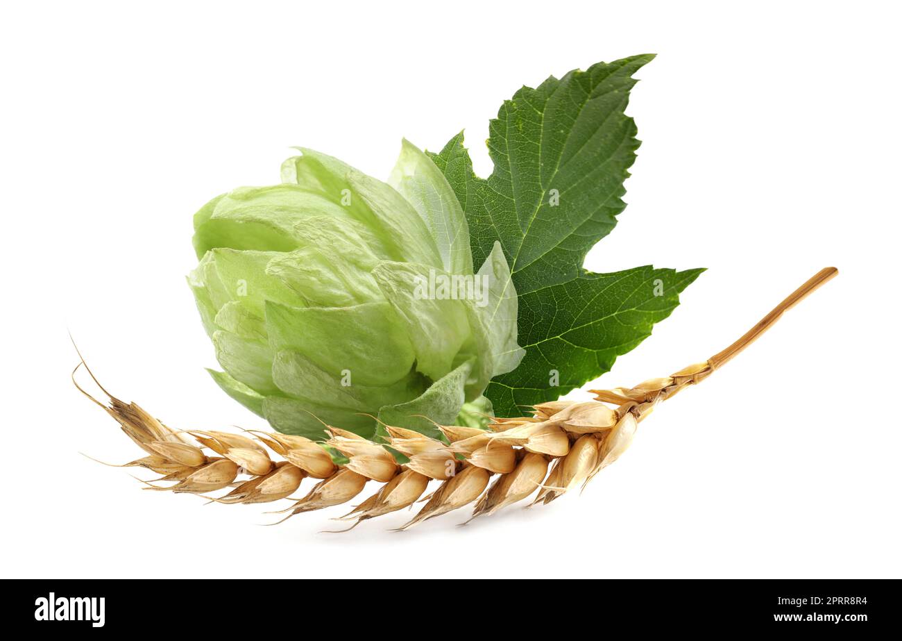 Fresh green hop with leaf and dry ear of wheat on white background Stock Photo
