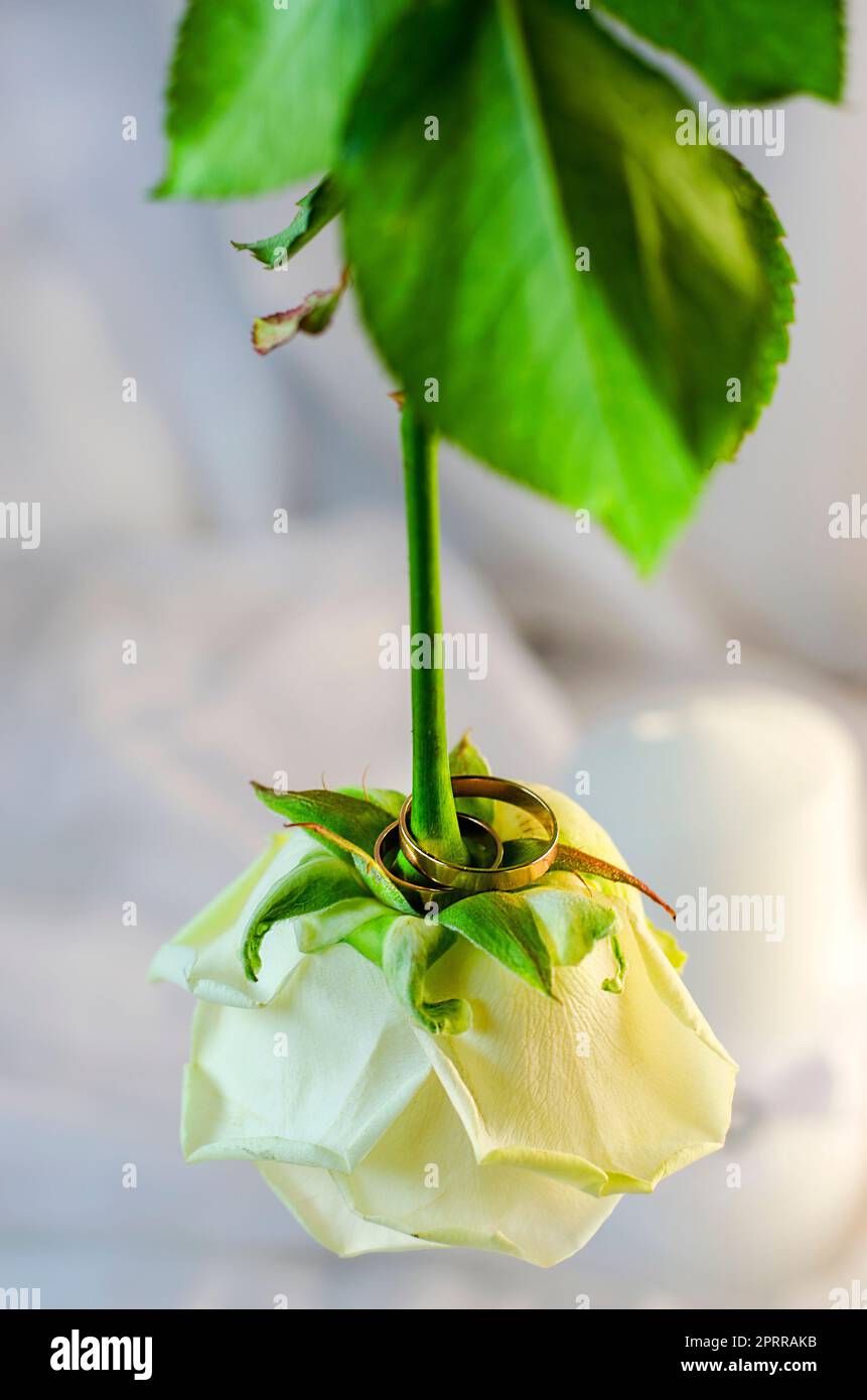 White rose beautiful hi-res stock photography and images - Alamy