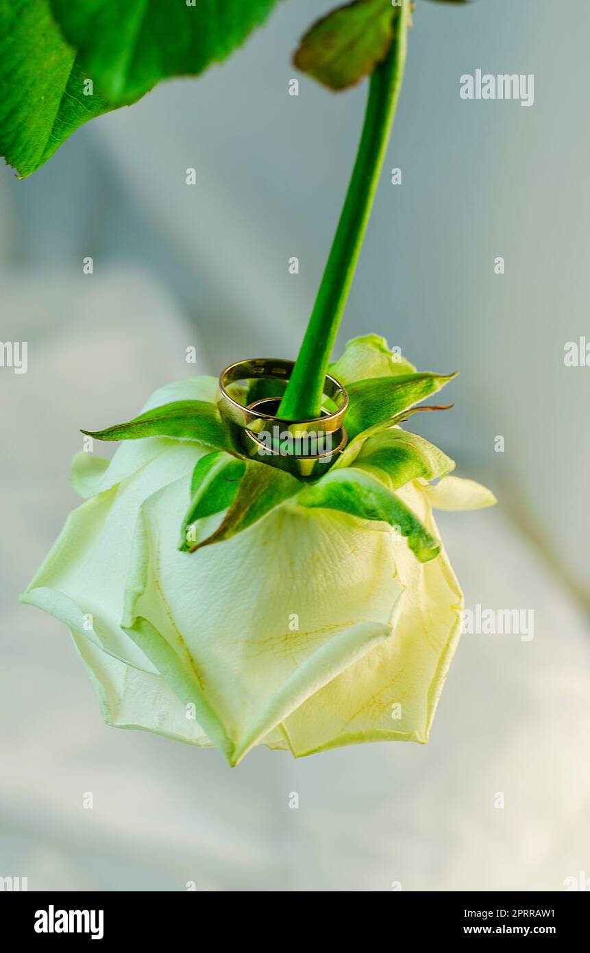 White rose beautiful hi-res stock photography and images - Alamy