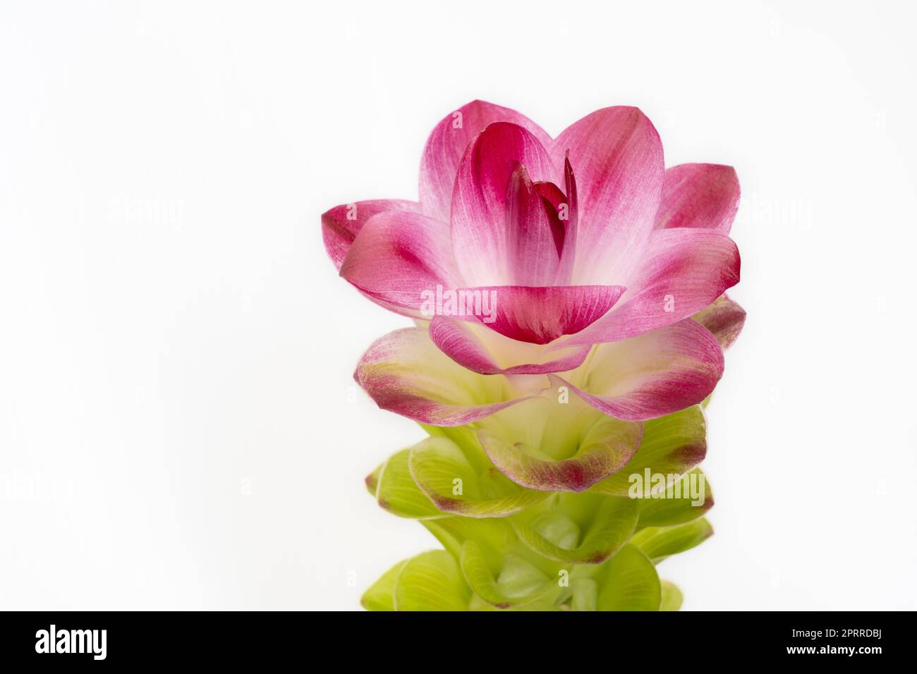 Closeup view of fresh green and purple red flower of curcuma aromatica or wild turmeric isolated on white background Stock Photo