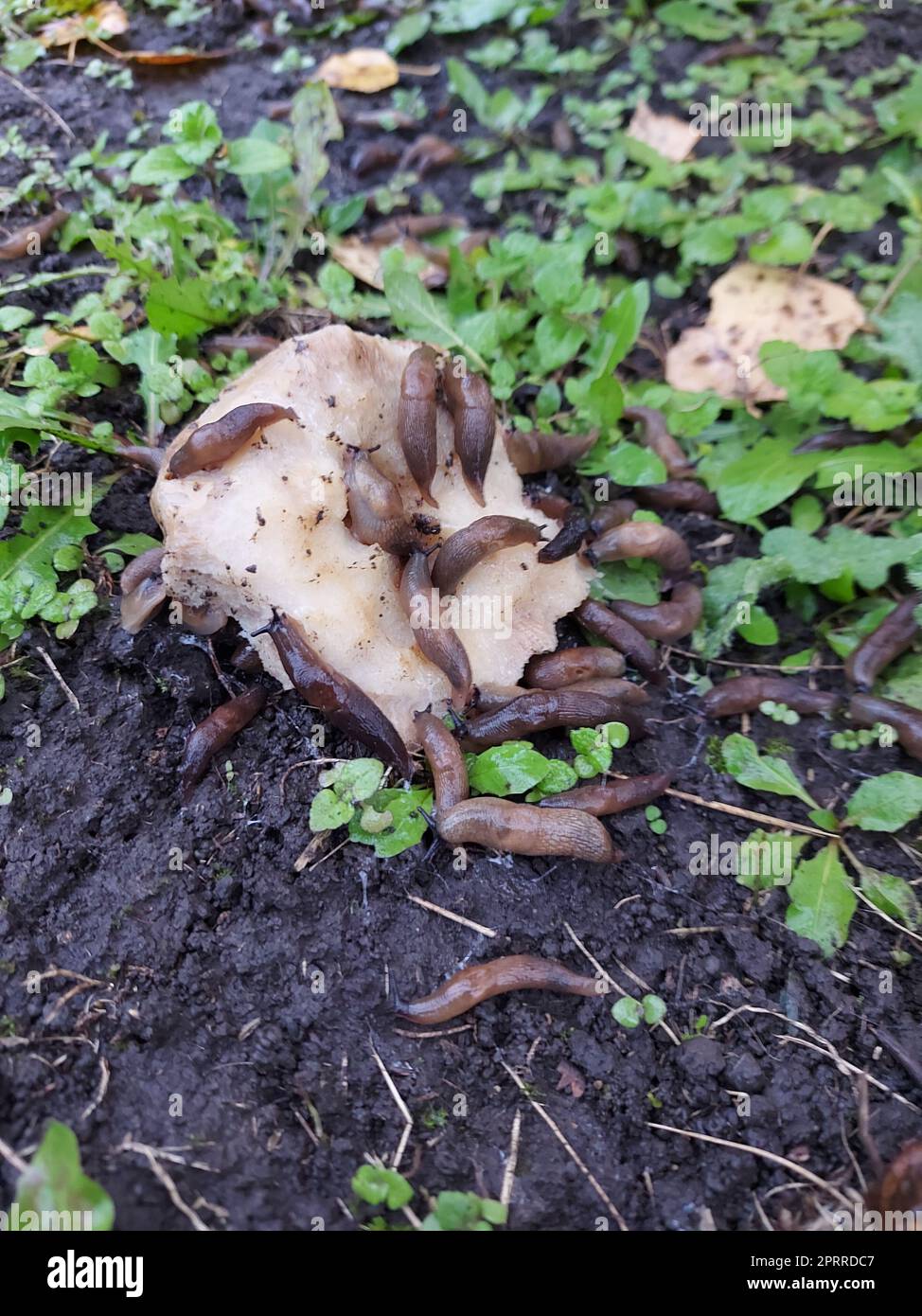 Slugs destroy champignon mushroom in a summer garden as an illustration of pests. Many brown slugs or deroceres eat the mushroom.  Stock Photo