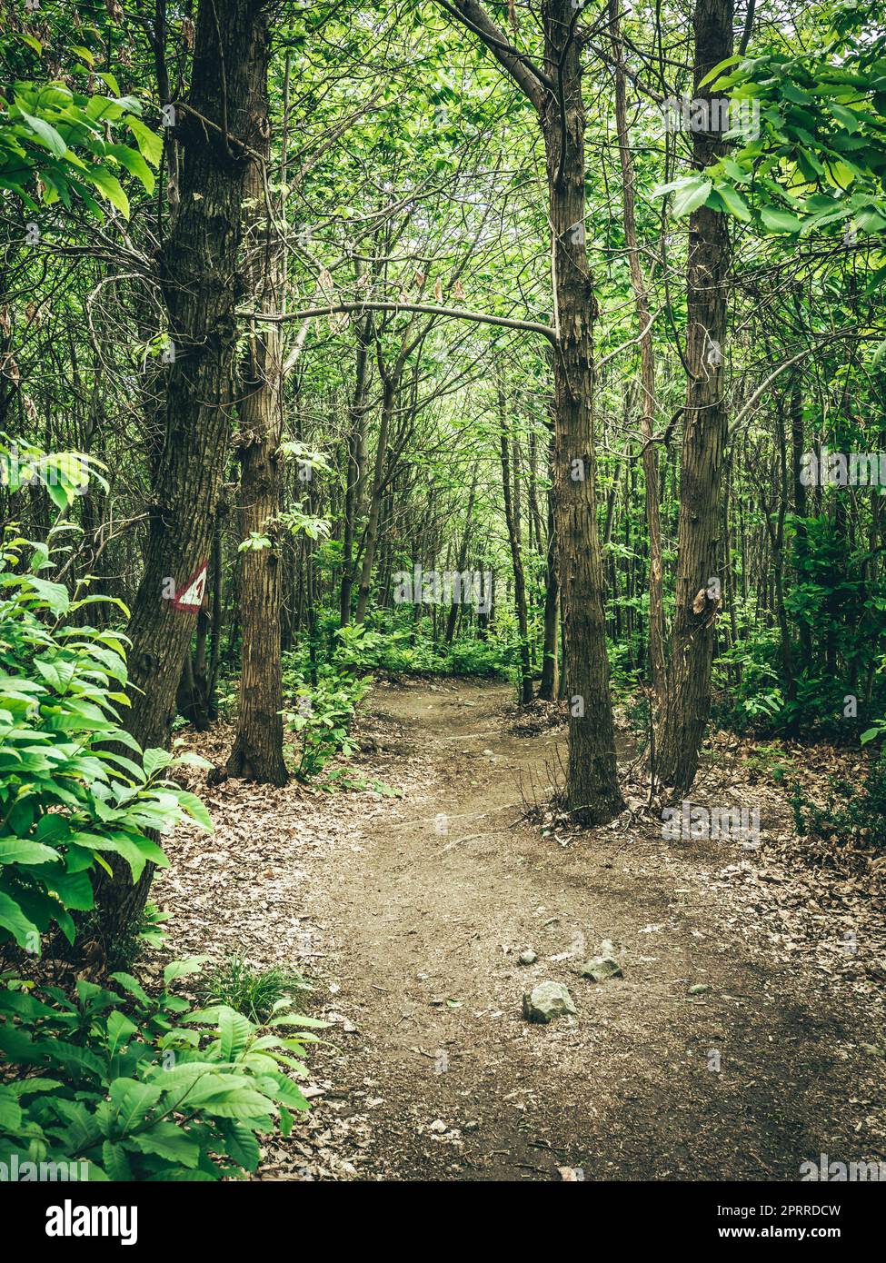 Embracing the Tranquil Charms of the Countryside Stock Photo